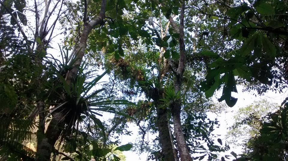 orquideas en los arboles